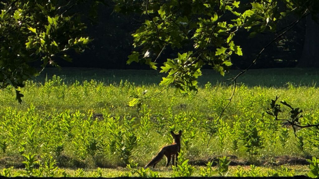 red fox